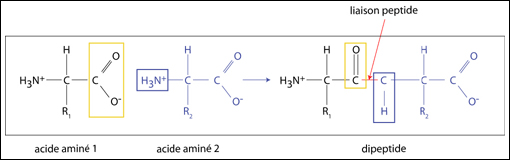 La figure suivante illustre les détails de la formation d'un lien peptidique entre deux acides aminés. Les acides aminés jouent un rôle fondamental en biochimie comme constituants élémentaires des protéines. Ils se polymérisent en chaîne en se reliant par des liaisons nommées « liens peptidiques ». 