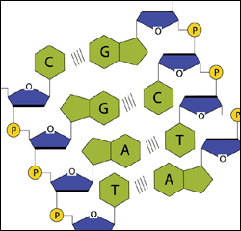 La figure suivante illustre la composition d'un nucléotide. Chaque nucléotide est constitué par trois autres petites molécules (phosphate, sucre et base azotée).