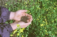 Canola