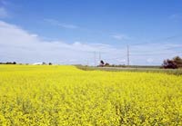 Canola