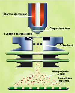 La figure illustre la méthode de transfert de gènes chez les plantes à l'aide d'un canon à particules. Les gènes d'intérêt sont fixés sur des microbilles de métaux. Ces microbilles sont projetées très rapidement dans les morceaux de feuilles. L'ADN se libère dans le liquide à l'intérieur des cellules végétales.