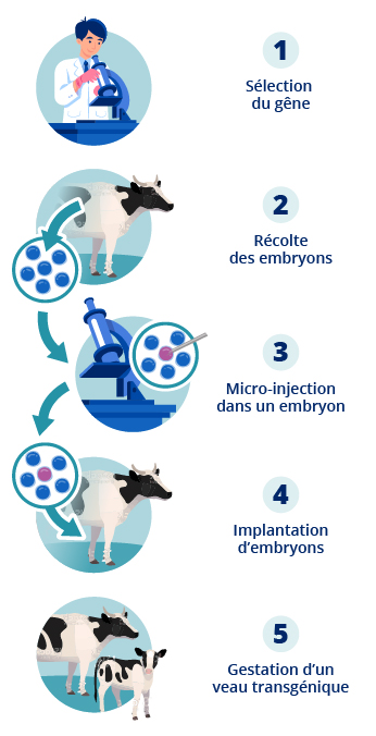 Cette image représente la conception d'un animal transgénique par la méthode de micro-injection.  Première étape : le chercheur sélectionne le gène.  Deuxième étape : il récolte l'embryon, par exemple d'une vache.  Troisième étape : le chercheur, à l'aide d'un microscope, fait une micro-injection à l'intérieur de l'embryon récolté.  Quatrième étape : le chercheur implante l'embryon la plupart du temps dans la même vache d'où il a été prélevé.  Cinquième étape : c'est la période de gestation d'un veau transgénique.