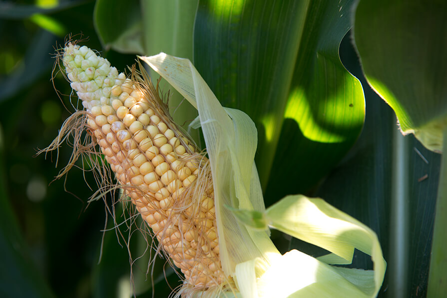 Blé à teneur en gluten réduite  Focus Edition génomique dans des plantes  cultivées