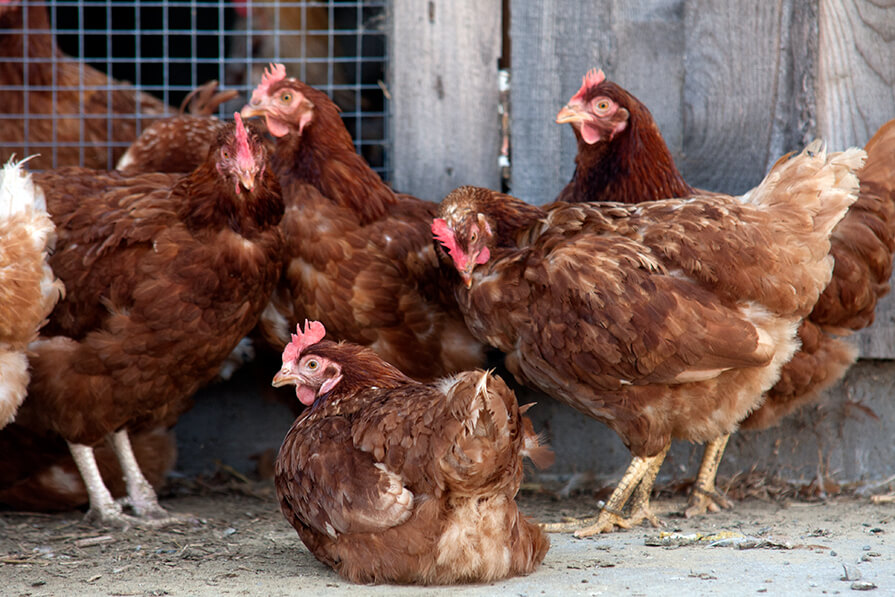 Des poulets