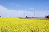 Champ de canola