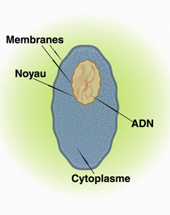 La figure illustre la composition d'une cellule. On voit que la cellule est composée d'un noyau dont l'ADN est présent à l'intérieur. Le noyau est entouré de cytoplasme qui est à son tour entouré par la membrane qui referme la cellule.