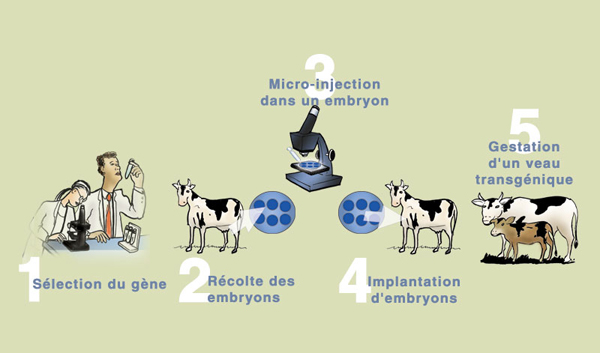 Cette image représente la conception d'un animal transgénique par la méthode de micro-injection.  Première étape : le chercheur sélectionne le gène.  Deuxième étape : il récolte l'embryon, par exemple d'une vache.  Troisième étape : le chercheur, à l'aide d'un microscope, fait une micro-injection à l'intérieur de l'embryon récolté.  Quatrième étape : le chercheur implante l'embryon la plupart du temps dans la même vache d'où il a été prélevé.  Cinquième étape : c'est la période de gestation d'un veau transgénique.