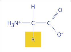 La figure suivante illustre la structure de base d'un acide aminé. Les acides aminés sont une classe de composés chimiques possédant deux groupes fonctionnels : un groupe carboxylé (COOH) et un groupe aminé (NH2).