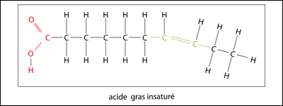 La figure suivante illustre la structure moléculaire d'un acide gras insaturé. Un acide gras insaturé est un acide gras qui comporte une ou plusieurs doubles liaisons carbone-carbone. 