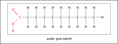 La figure suivante illustre la structure moléculaire d'un acide gras saturé. Un acide gras saturé est un acide gras dont les atomes de carbone porte le nombre maximal de molécules d'hydrogène possible. Elle est saturée. On ne peut plus ajouter d'autre hydrogène à cette molécule. Toutes les liaisons entre les carbones sont simples.