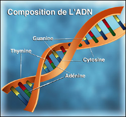 La figure décrit la composition d'une molécule d'ADN. On peut observer la structure 3D à double hélice enroulée de l'ADN. Entre ces deux hélices se retrouvent plusieurs nucléotides qui se rejoignent pour former des ponts entre les deux hélices. Chaque nucléotide est formé d'une composition de deux bases azotées. Parmi ces bases azotées, on retrouve l'adénine, la cytosine, la guanine et la tyrosine.