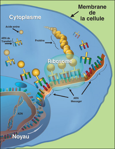 Cette figure illustre la fabrication des protéines à l'intérieur d'une cellule. La synthèse des protéines est l'acte par lequel une cellule assemble en chaîne les acides aminés isolés présents dans son cytoplasme, guidé par l'information contenue dans l'ADN. Elle se déroule en deux étapes principales, la transcription de l'ADN en un ARN message et la traduction de ce message en protéine. Ceci se passe entre autres dans une « petite usine » appelée ribosome. 