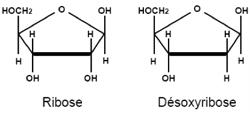 Cette figure illustre un exemple des monosaccharides présents dans l'ARN et l'ADN. Il s'agit principalement de sucres simples appelés ribose ou désoxyribose.