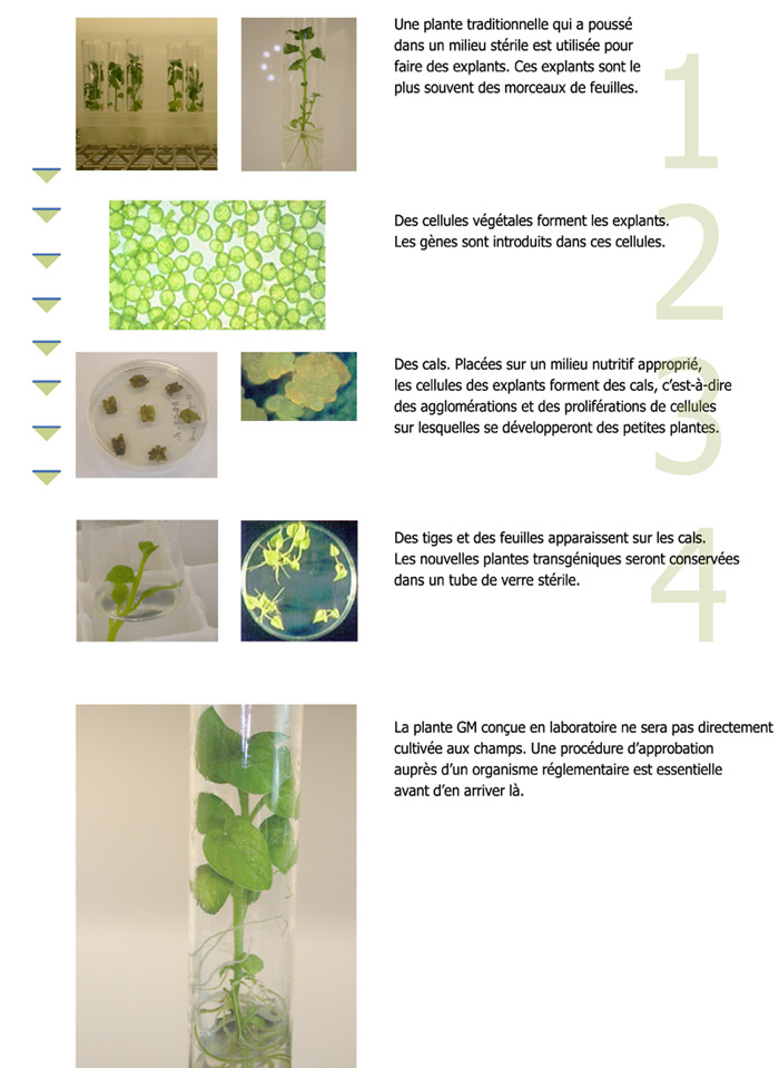 La figure illustre le processus de régénération en culture in vitro de la plante à partir des explants GM. Première étape : une plante traditionnelle qui a poussé dans un milieu stérile est utilisée pour faire des explants. Ces explants sont le plus souvent des morceaux de feuilles.  Deuxième étape : des cellules végétales forment les explants. Les gènes sont introduits dans ces cellules.  Troisième étape : des cals. Placées sur un milieu nutritif approprié, les cellules des explants forment des cals, c'est-à-dire des agglomérations et des proliférations de cellules sur lesquelles se développeront des petites plantes.  Quatrième étape : des tiges et des feuilles apparaissent sur les cals. Les nouvelles plantes transgéniques seront conservées dans un tube de verre stérile.  La plante GM conçue en laboratoire ne sera pas directement cultivée aux champs. Une procédure d'approbation auprès d'un organisme réglementaire est essentielle avant d'en arriver là. 
