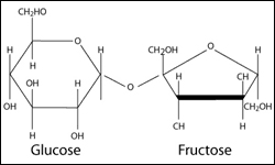 La figure suivante illustre la structure moléculaire d'un sucrose. Le sucrose est un des exemples les plus connus de disaccharide - sucre à deux molécules - . Le sucrose est conçu par la liaison d'une molécule de glucose et d'une molécule de fructose. On appelle la liaison entre ces deux molécules, une liaison « osidique ».
