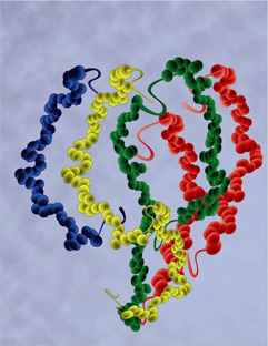 La figure suivante illustre la structure tridimensionnelle d'une protéine. La structure des protéines est d'abord la composition en acides aminés et ensuite la conformation de celle-ci en trois dimensions. Ce repliement est donc différent et unique à chaque protéine.